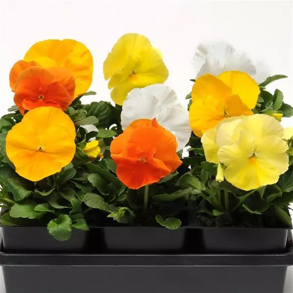 Виола крупноцветковая Spring Matrix Смесь Нарцисс - Daffodil Mix, Viola x wittrockiana - Фото №1