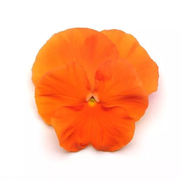Виола крупноцветковая Spring Matrix Насыщенно-оранжевая - Deep Orange, Viola x wittrockiana - Фото №1