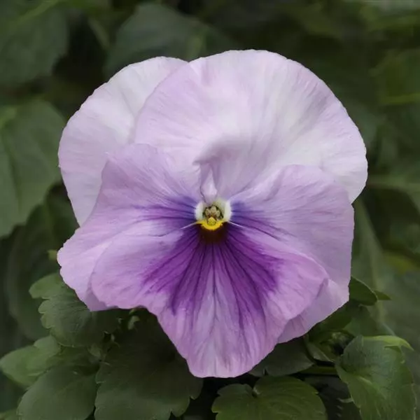 Виола крупноцветковая Spring Matrix Светло-розовые оттенки - Light Pink Shades, Viola x wittrockiana - Фото №1