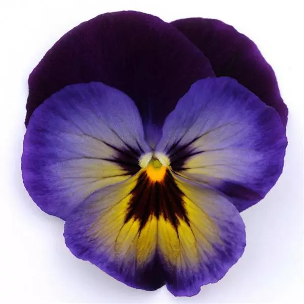 Виола крупноцветковая Spring Matrix Полуночное сияние - Midnight Glow, Viola x wittrockiana - Фото №1