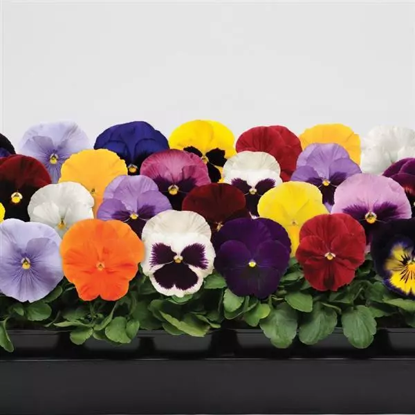 Виола крупноцветковая Spring Matrix Смесь - Mix, Viola x wittrockiana) - Фото №1