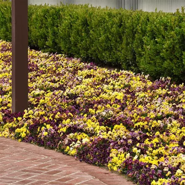 Виола крупноцветковая Frizzle Sizzle Mix - Mix, Viola x wittrockiana - Фото №2