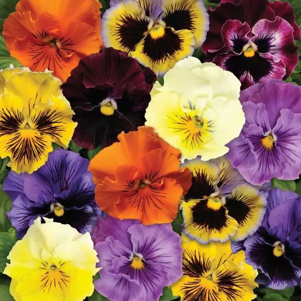 Виола крупноцветковая Frizzle Sizzle Mix - Mix, Viola x wittrockiana - Фото №1