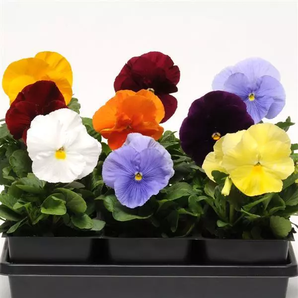 Виола крупноцветковая Spring Matrix Смесь без пятен - Mix Clear, Viola x wittrockiana - Фото №1