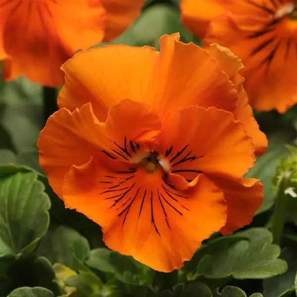Виола крупноцветковая Frizzle Sizzle Orange - Orange, Viola x wittrockiana - Фото №1