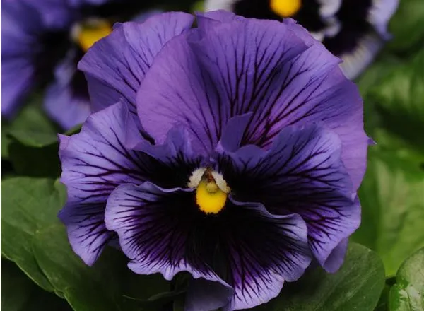 Анютины Глазки Фризл Сизл Blue  - Pansy Frizzle Sizzle Blue  - Фото №1