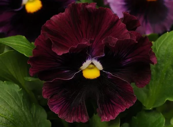 Анютины Глазки Фризл Сизл Burgundy  - Pansy Frizzle Sizzle Burgundy  - Фото №1