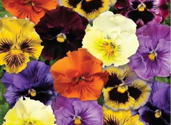 Анютины Глазки Фризл Сизл Микс - Pansy Frizzle Sizzle Mixture  - Фото №1