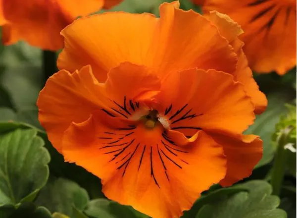 Анютины Глазки Фризл Сизл Orange  - Pansy Frizzle Sizzle Orange  - Фото №1
