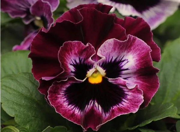 Анютины Глазки Фризл Сизл Raspberry  - Pansy Frizzle Sizzle Raspberry  - Фото №1