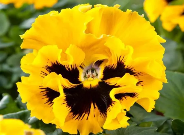 Анютины Глазки Фризл Сизл Yellow  - Pansy Frizzle Sizzle Yellow  - Фото №1