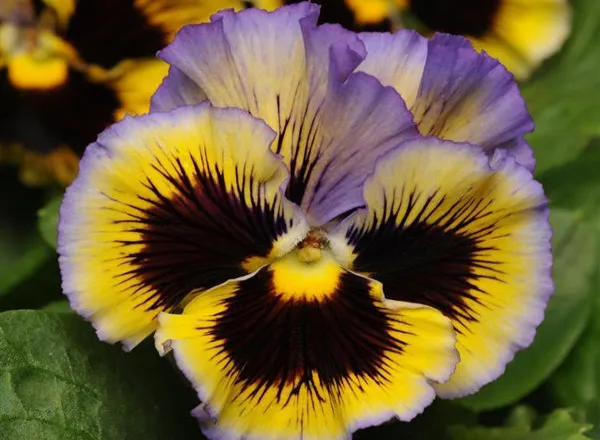 Анютины Глазки Фризл Сизл Yellow-Blue Swirl  - Pansy Frizzle Sizzle Yellow-Blue Swirl  - Фото №1