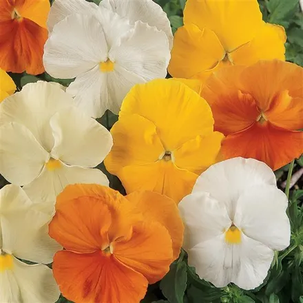 Анютины Глазки Матрикс Цитрусовый Микс - Pansy Matrix Citrus Mixture  - Фото №1