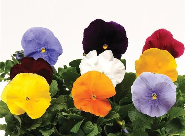 Анютины Глазки Матрикс Clear Mixture  - Pansy Matrix Clear Mixture  - Фото №1