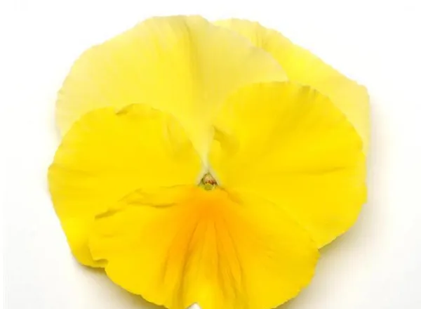 Анютины Глазки Матрикс Лимон - Pansy Matrix Lemon  - Фото №1