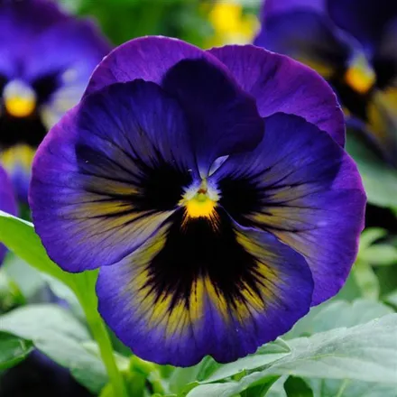 Анютины Глазки Матрикс Midnight Glow   - Pansy Matrix Midnight Glow  - Фото №1