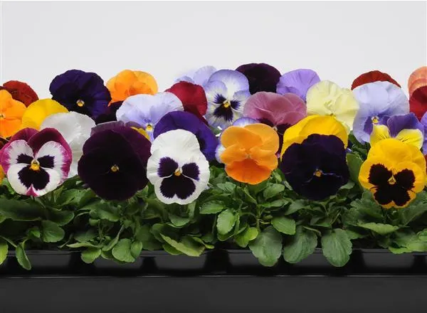 Анютины Глазки Матрикс Микс - Pansy Matrix Mixture  - Фото №1