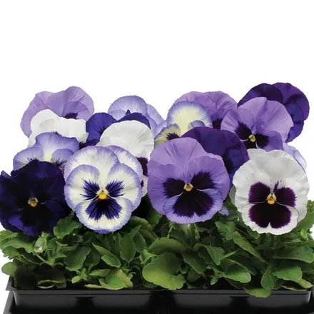 Анютины Глазки Матрикс Ocean Breeze Mixture  - Pansy Matrix Ocean Breeze Mixture  - Фото №1