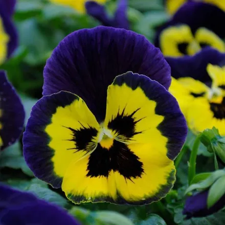 Анютины Глазки Матрикс Yellow Purple Wing - Pansy Matrix Pansy Yellow Purple Wing  - Фото №1