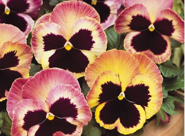 Анютины Глазки Матрикс Санрайз - Pansy Matrix Sunrise Pansy - Фото №1