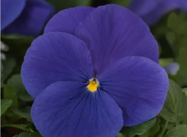 Анютины Глазки Матрикс True Blue   - Pansy Matrix True Blue  - Фото №1