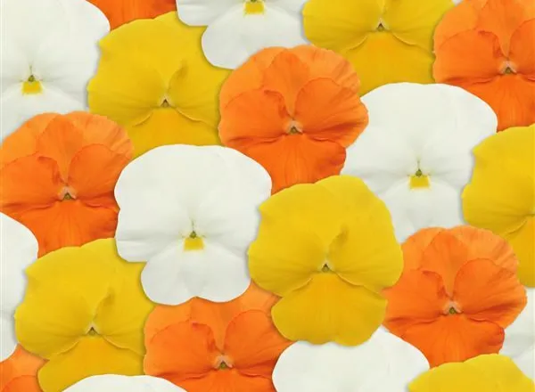 Анютины Глазки Панола ХР Citrus Mixture   - Pansy Panola XP Citrus Mixture  - Фото №1