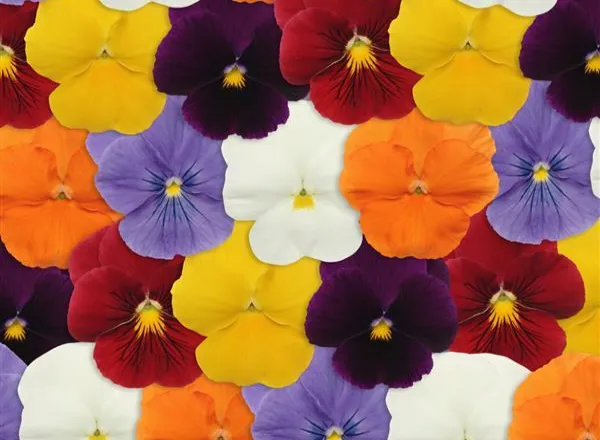 Анютины Глазки Панола ХР Clear Mixture - Pansy Panola XP Clear Mixture - Фото №1