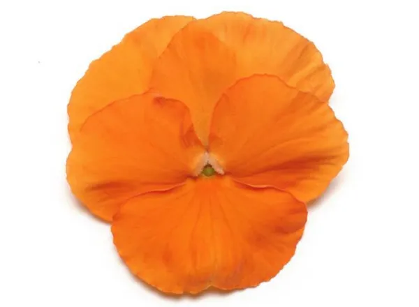 Анютины Глазки Панола ХР Deep Orange  - Pansy Panola XP Deep Orange  - Фото №1