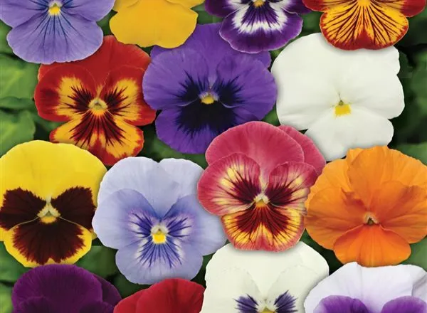 Анютины Глазки Панола ХР Микс - Pansy Panola XP Mixture  - Фото №1