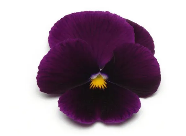 Анютины Глазки Панола ХР Пурпур - Pansy Panola XP Purple  - Фото №1