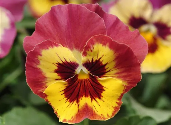 Анютины Глазки Панола ХР Роуз Пикоти - Pansy Panola XP Rose Picotee  - Фото №1