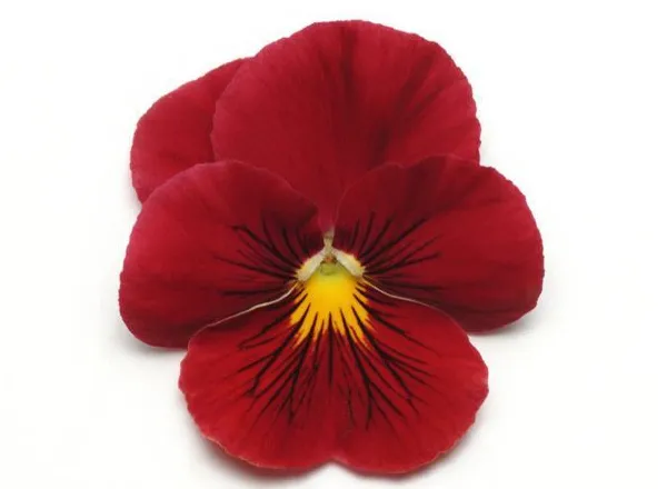 Анютины Глазки Панола ХР Скарлетт - Pansy Panola XP Scarlet  - Фото №1