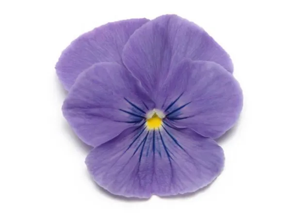 Анютины Глазки Панола ХР True Blue  - Pansy Panola XP True Blue  - Фото №1