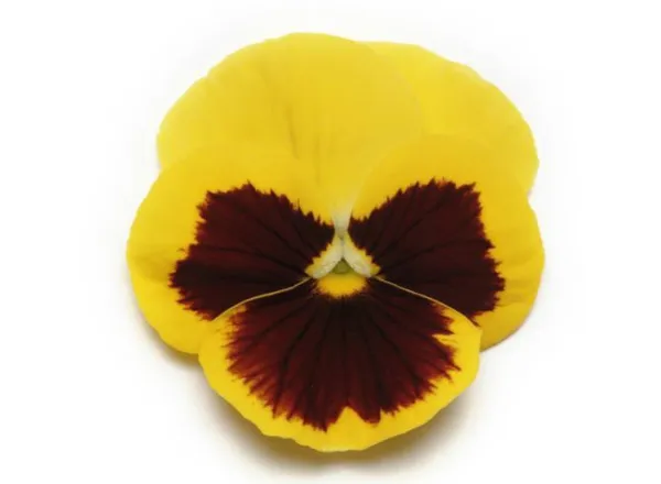 Анютины Глазки Панола ХР Yellow Blotch  - Pansy Panola XP Yellow Blotch  - Фото №1