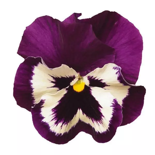 Виола крупноцветковая Spring Matrix Пурпурная с белым - Purple White, Viola x wittrockiana - Фото №1