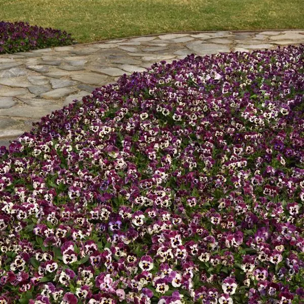 Виола крупноцветковая Frizzle Sizzle Raspberry - Raspberry, Viola x wittrockiana - Фото №2
