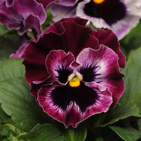 Виола крупноцветковая Frizzle Sizzle Raspberry - Raspberry, Viola x wittrockiana - Фото №1