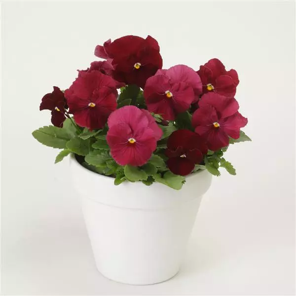 Виола крупноцветковая Spring Matrix Розовая - Rose, Viola x wittrockiana - Фото №2