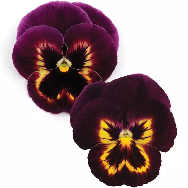 Виола крупноцветковая Spring Matrix Сангрия - Sangria, Viola x wittrockiana - Фото №1
