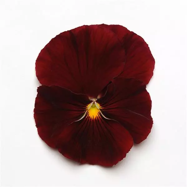 Виола крупноцветковая Spring Matrix Алая - Scarlet, Viola x wittrockiana - Фото №1