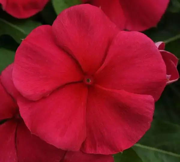 Катарантус Медитерраниан XP Тёмно-Красный - Vinca Mediterranean XP Dark Red - Фото №1
