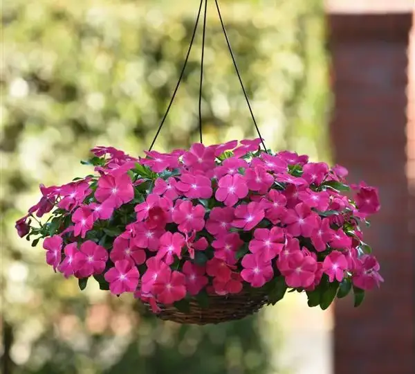 Катарантус Медитерраниан XP Горячий Розовый - Vinca Mediterranean XP Hot Rose - Фото №2