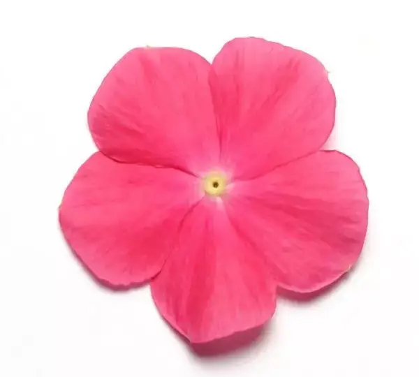 Катарантус Медитерраниан XP Горячий Розовый - Vinca Mediterranean XP Hot Rose - Фото №1