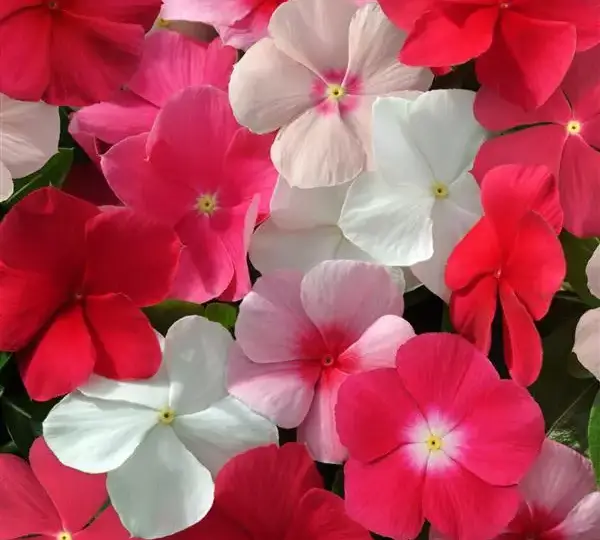 Катарантус Медитерраниан XP Смесь - Vinca Mediterranean XP Mixture - Фото №1
