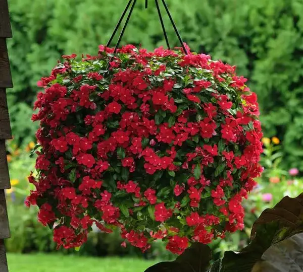 Катарантус Медитерраниан XP Красный - Vinca Mediterranean XP Red - Фото №2