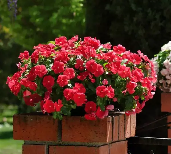Катарантус Медитерраниан XP Красный - Vinca Mediterranean XP Red - Фото №3