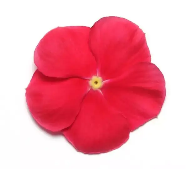 Катарантус Медитерраниан XP Красный - Vinca Mediterranean XP Red - Фото №1