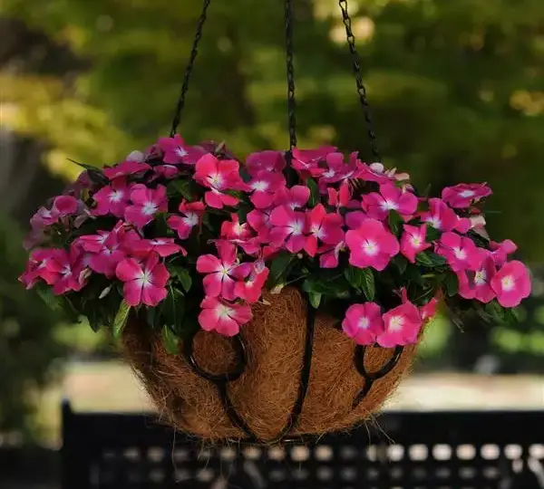 Катарантус Медитерраниан XP Розовый с нимбом - Vinca Mediterranean XP Rose Halo - Фото №2