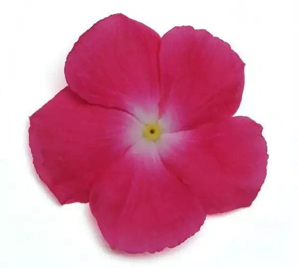 Катарантус Медитерраниан XP Розовый с нимбом - Vinca Mediterranean XP Rose Halo - Фото №1