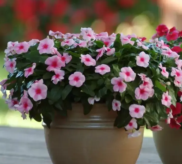 Катарантус Медитерраниан XP Клубничный - Vinca Mediterranean XP Strawberry - Фото №2